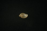 藏品(小椎實螺)的圖片